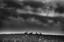 Load image into Gallery viewer, Ranchland